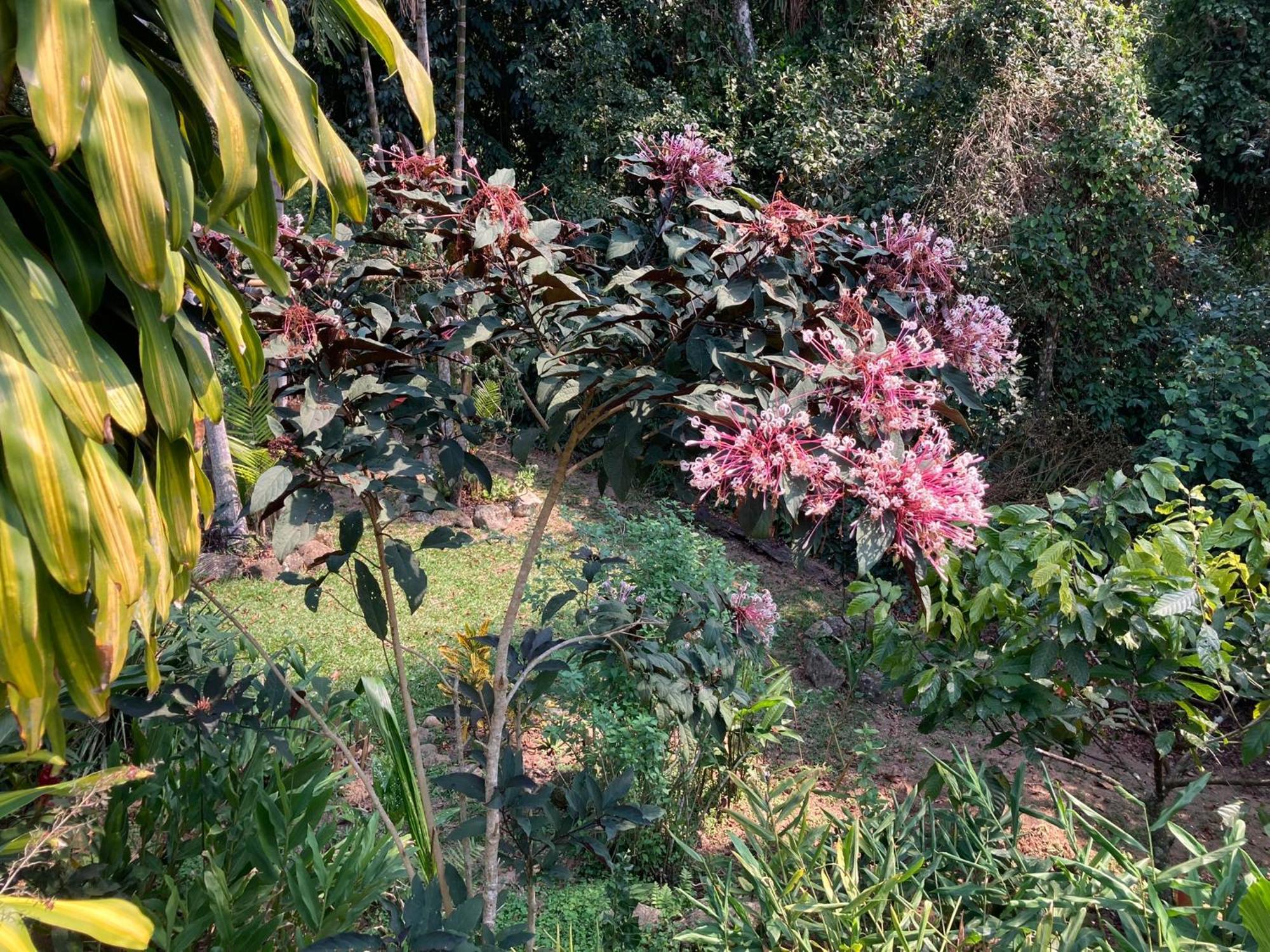 Casa Arariba - Ilha Grande - Abraão Kültér fotó